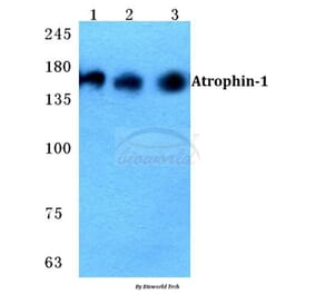 Anti-Atrophin-1 Antibody from Bioworld Technology (BS5625) - Antibodies.com