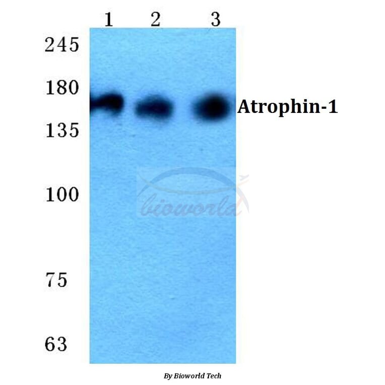 Anti-Atrophin-1 Antibody from Bioworld Technology (BS5625) - Antibodies.com
