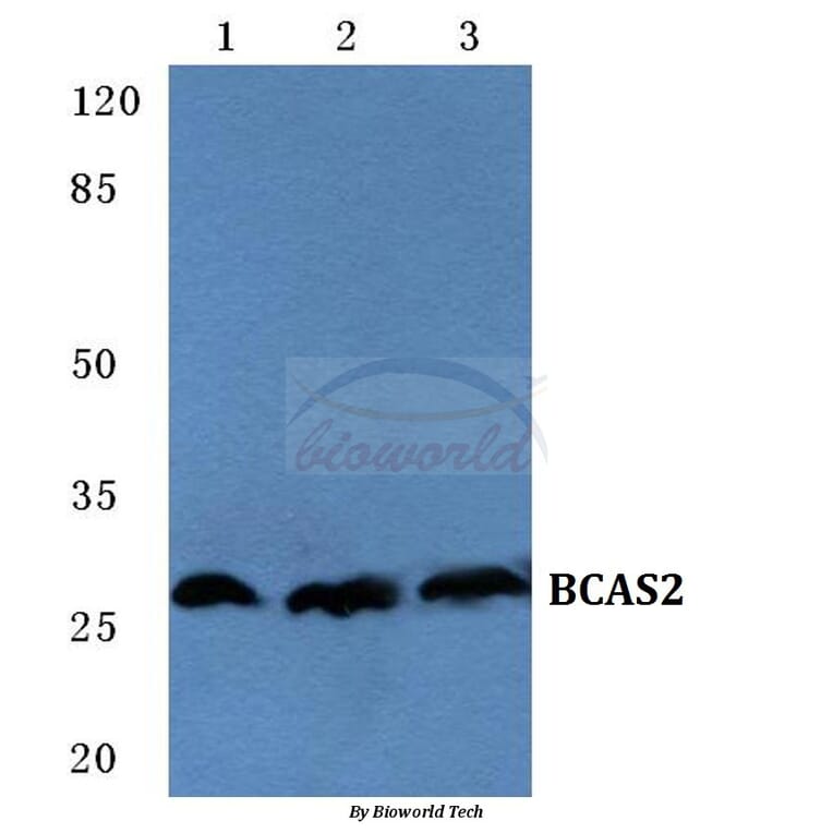 Anti-BCAS2 Antibody from Bioworld Technology (BS5626) - Antibodies.com