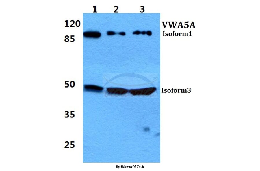Anti-VWA5A Antibody from Bioworld Technology (BS5627) - Antibodies.com