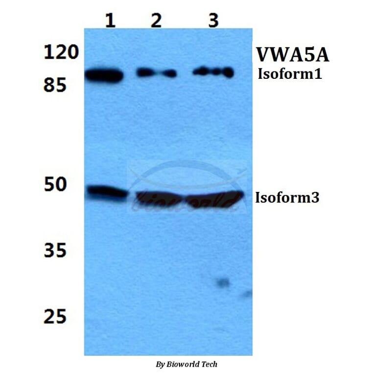 Anti-VWA5A Antibody from Bioworld Technology (BS5627) - Antibodies.com