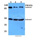 Anti-VWA5A Antibody from Bioworld Technology (BS5627) - Antibodies.com