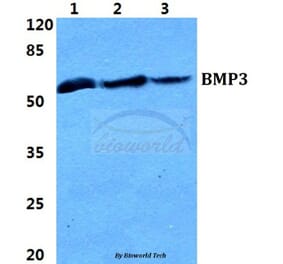 Anti-BMP3 Antibody from Bioworld Technology (BS5629) - Antibodies.com