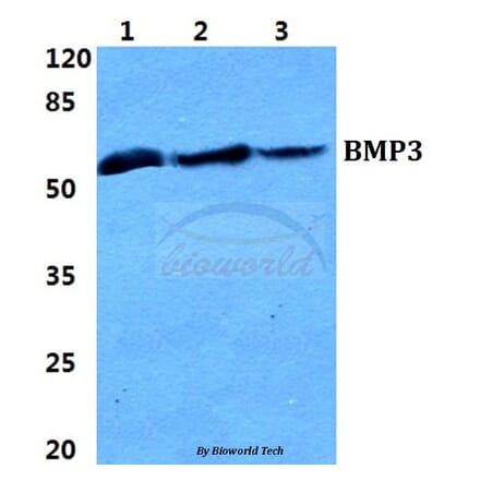 Anti-BMP3 Antibody from Bioworld Technology (BS5629) - Antibodies.com