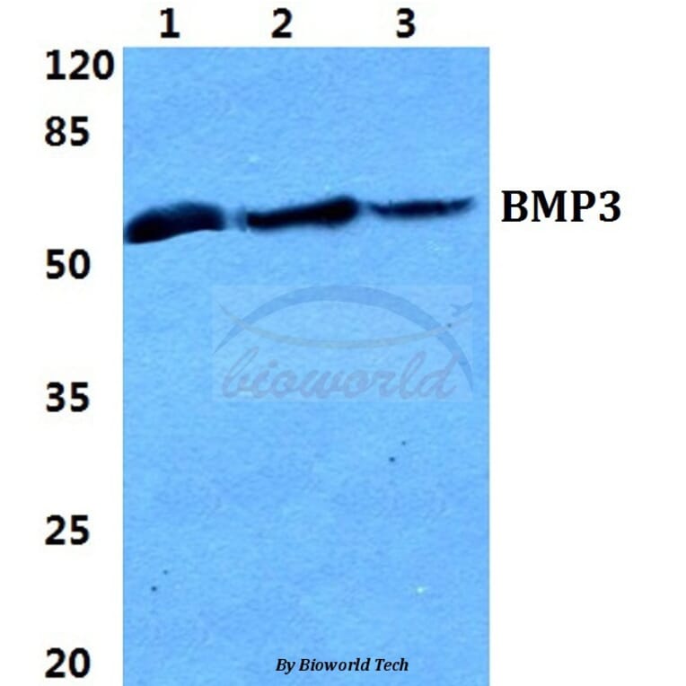 Anti-BMP3 Antibody from Bioworld Technology (BS5629) - Antibodies.com