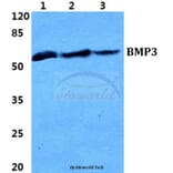 Anti-BMP3 Antibody from Bioworld Technology (BS5629) - Antibodies.com