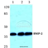 Anti-BNIP-2 Antibody from Bioworld Technology (BS5630) - Antibodies.com