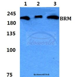 Anti-BRM Antibody from Bioworld Technology (BS5631) - Antibodies.com