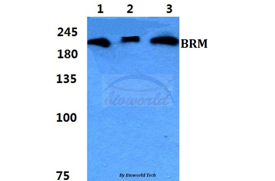 Anti-BRM Antibody from Bioworld Technology (BS5631) - Antibodies.com