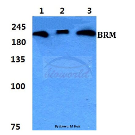 Anti-BRM Antibody from Bioworld Technology (BS5631) - Antibodies.com