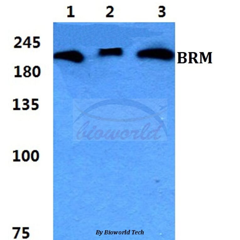Anti-BRM Antibody from Bioworld Technology (BS5631) - Antibodies.com