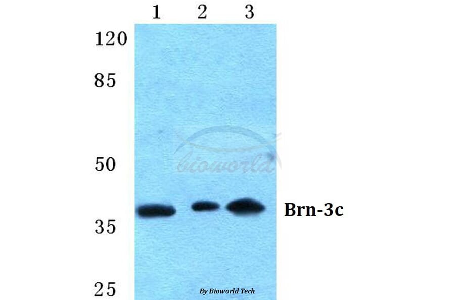 Anti-Brn-3c Antibody from Bioworld Technology (BS5632) - Antibodies.com