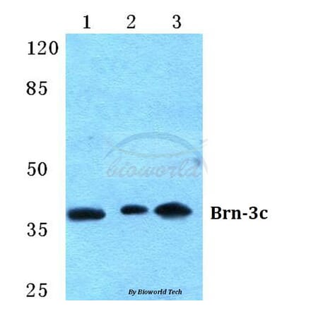 Anti-Brn-3c Antibody from Bioworld Technology (BS5632) - Antibodies.com