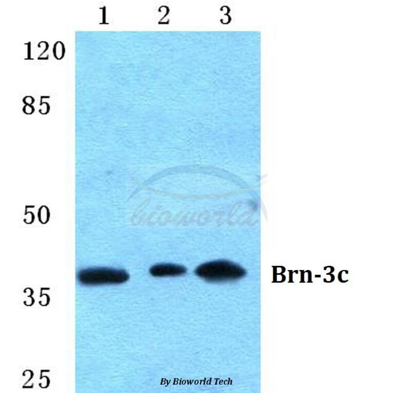 Anti-Brn-3c Antibody from Bioworld Technology (BS5632) - Antibodies.com