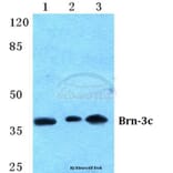 Anti-Brn-3c Antibody from Bioworld Technology (BS5632) - Antibodies.com