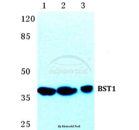 Anti-BST1 Antibody from Bioworld Technology (BS5633) - Antibodies.com