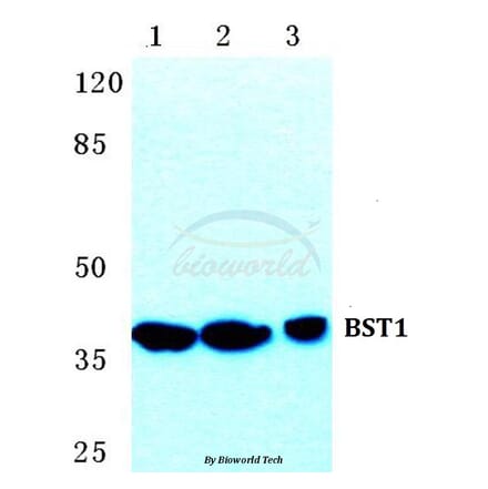 Anti-BST1 Antibody from Bioworld Technology (BS5633) - Antibodies.com