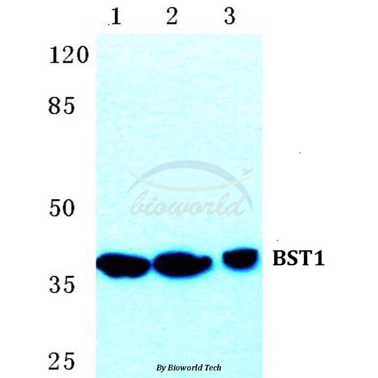 Anti-BST1 Antibody from Bioworld Technology (BS5633) - Antibodies.com