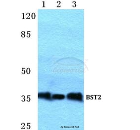 Anti-BST2 Antibody from Bioworld Technology (BS5634) - Antibodies.com