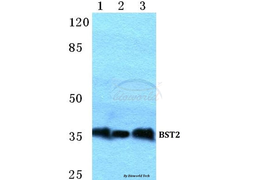 Anti-BST2 Antibody from Bioworld Technology (BS5634) - Antibodies.com
