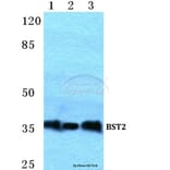 Anti-BST2 Antibody from Bioworld Technology (BS5634) - Antibodies.com