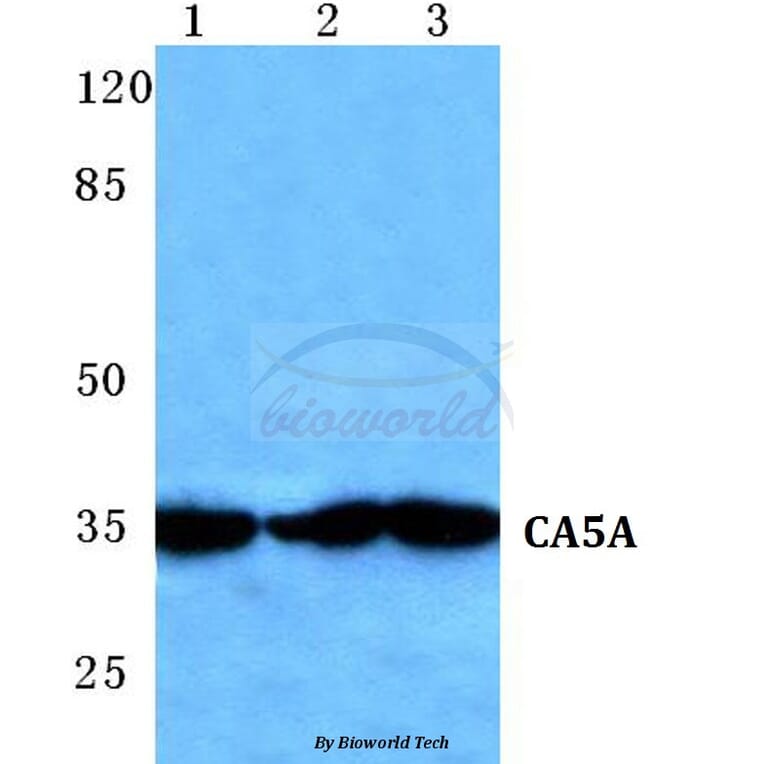 Anti-CA5A Antibody from Bioworld Technology (BS5636) - Antibodies.com