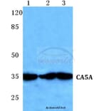 Anti-CA5A Antibody from Bioworld Technology (BS5636) - Antibodies.com