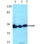 Anti-CXADR Antibody from Bioworld Technology (BS5638) - Antibodies.com