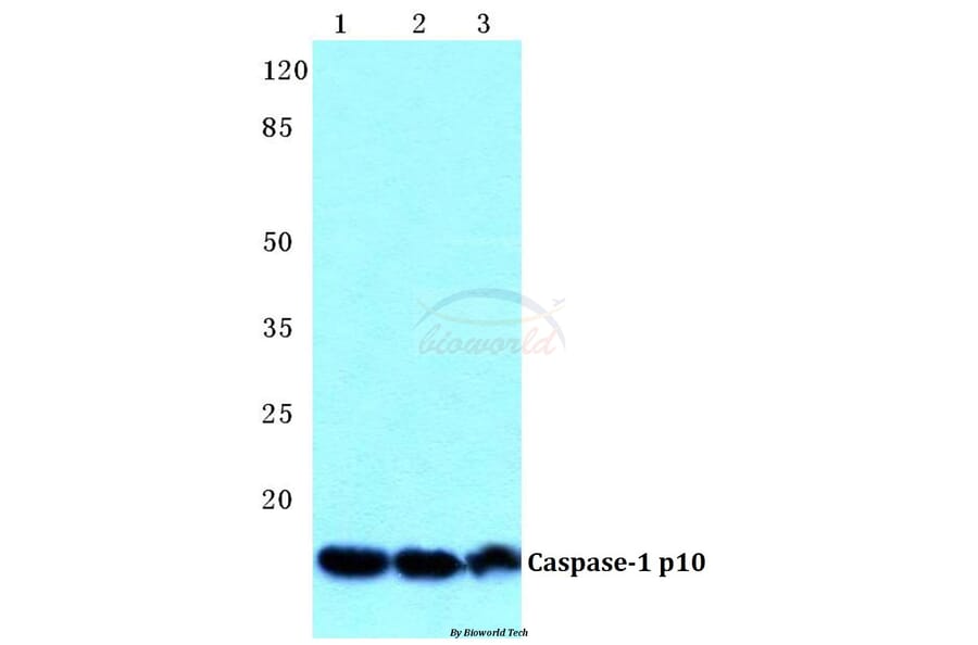 Anti-Caspase-1 p10 Antibody from Bioworld Technology (BS5641) - Antibodies.com