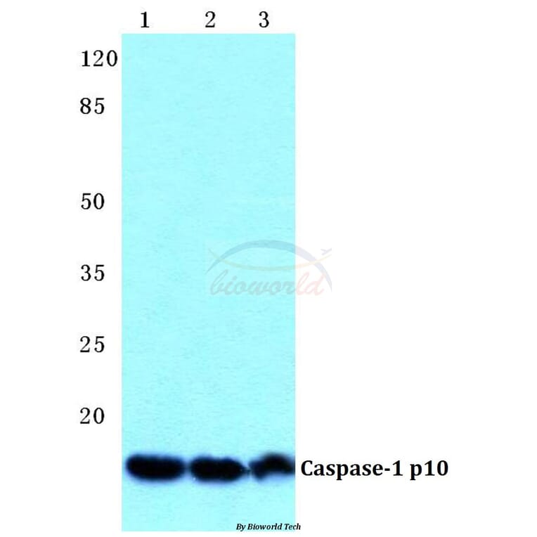 Anti-Caspase-1 p10 Antibody from Bioworld Technology (BS5641) - Antibodies.com