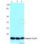 Anti-Caspase-1 p10 Antibody from Bioworld Technology (BS5641) - Antibodies.com