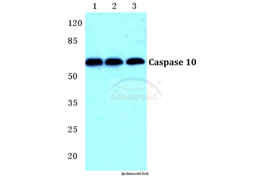 Anti-Caspase 10 Antibody from Bioworld Technology (BS5642) - Antibodies.com