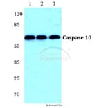 Anti-Caspase 10 Antibody from Bioworld Technology (BS5642) - Antibodies.com