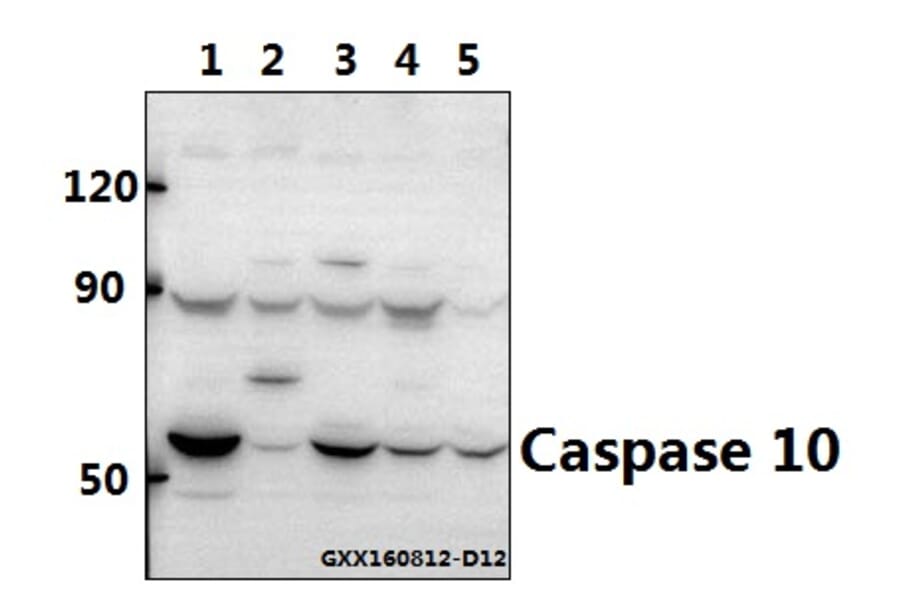 Anti-Caspase 10 Antibody from Bioworld Technology (BS5642) - Antibodies.com