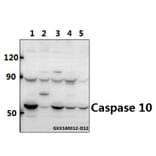 Anti-Caspase 10 Antibody from Bioworld Technology (BS5642) - Antibodies.com