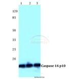 Anti-Caspase 14 p10 Antibody from Bioworld Technology (BS5643) - Antibodies.com