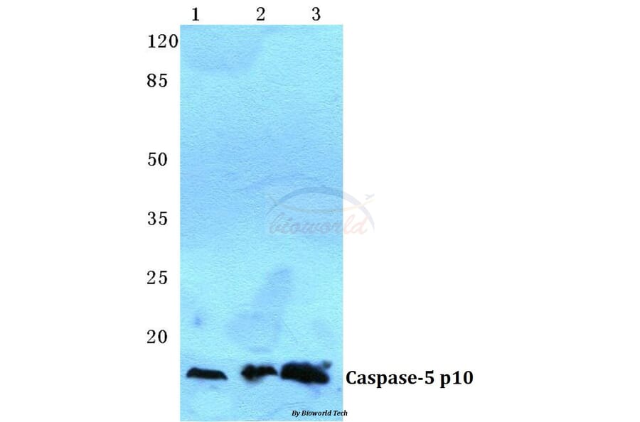 Anti-Caspase 5 p10 Antibody from Bioworld Technology (BS5645) - Antibodies.com