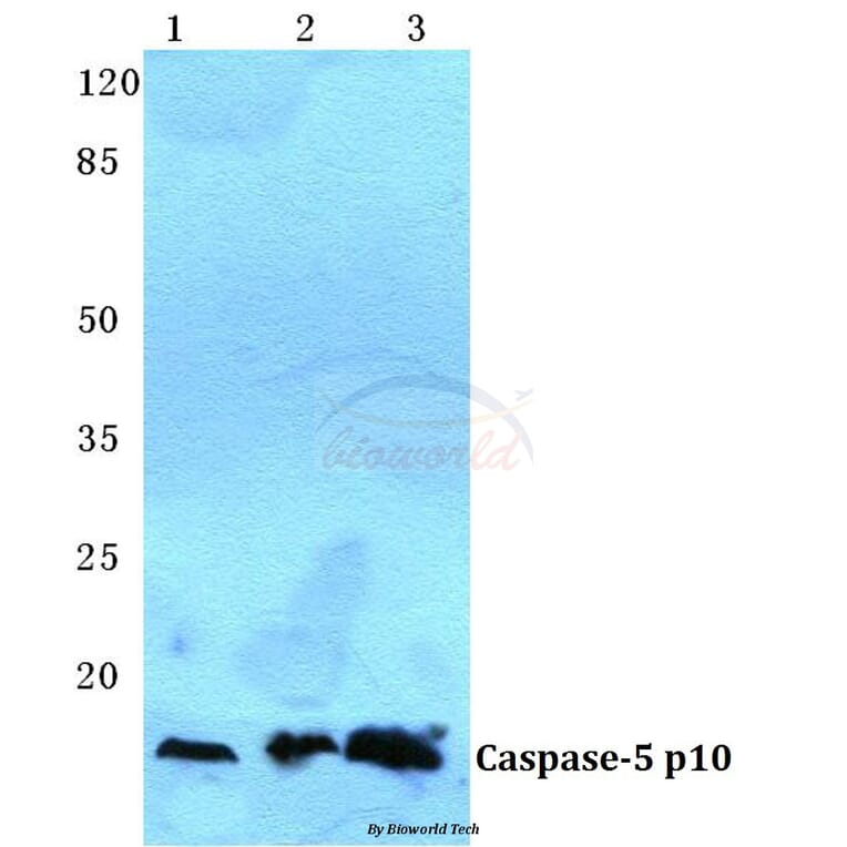 Anti-Caspase 5 p10 Antibody from Bioworld Technology (BS5645) - Antibodies.com