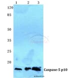 Anti-Caspase 5 p10 Antibody from Bioworld Technology (BS5645) - Antibodies.com
