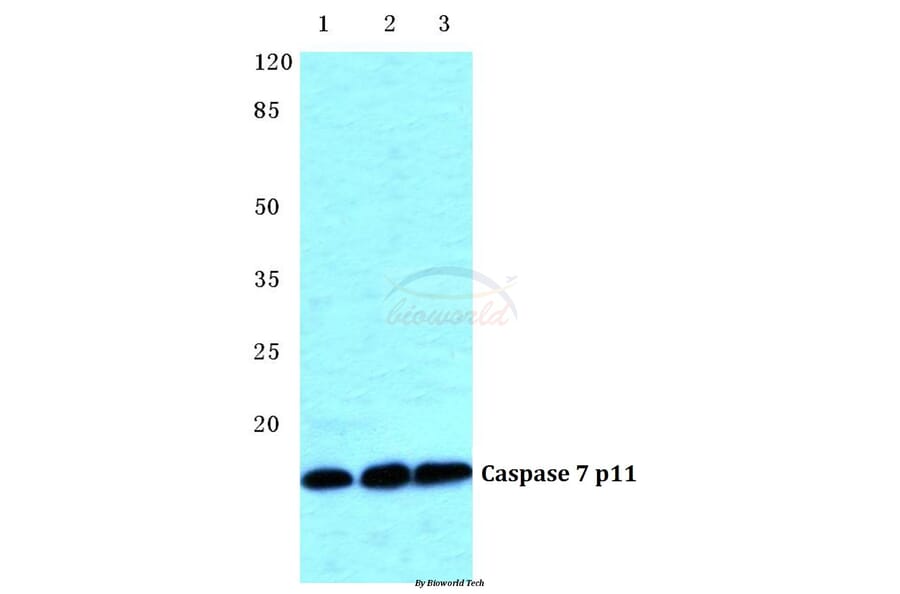 Anti-Caspase 7 p11 Antibody from Bioworld Technology (BS5647) - Antibodies.com