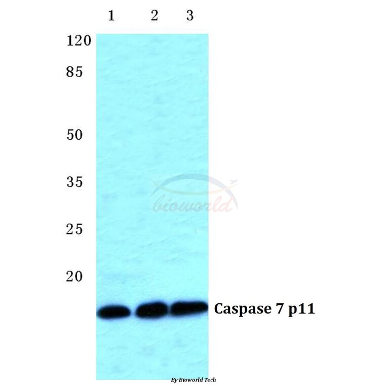 Anti-Caspase 7 p11 Antibody from Bioworld Technology (BS5647) - Antibodies.com