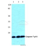 Anti-Caspase 7 p11 Antibody from Bioworld Technology (BS5647) - Antibodies.com