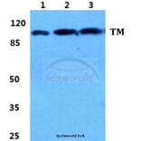 Anti-Thrombomodulin Antibody from Bioworld Technology (BS5650) - Antibodies.com