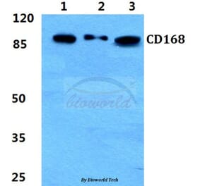 Anti-CD168 Antibody from Bioworld Technology (BS5651) - Antibodies.com