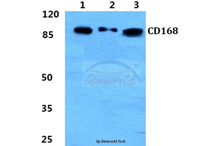 Anti-CD168 Antibody from Bioworld Technology (BS5651) - Antibodies.com