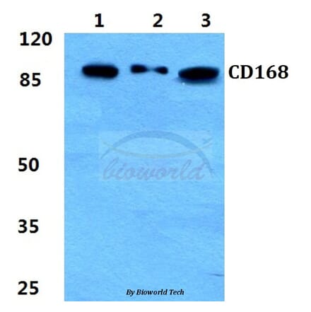 Anti-CD168 Antibody from Bioworld Technology (BS5651) - Antibodies.com