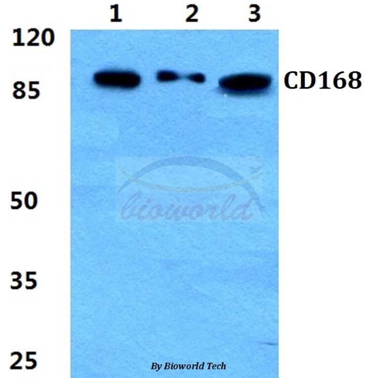 Anti-CD168 Antibody from Bioworld Technology (BS5651) - Antibodies.com