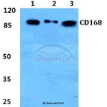 Anti-CD168 Antibody from Bioworld Technology (BS5651) - Antibodies.com