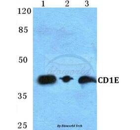 Anti-CD1E Antibody from Bioworld Technology (BS5652) - Antibodies.com