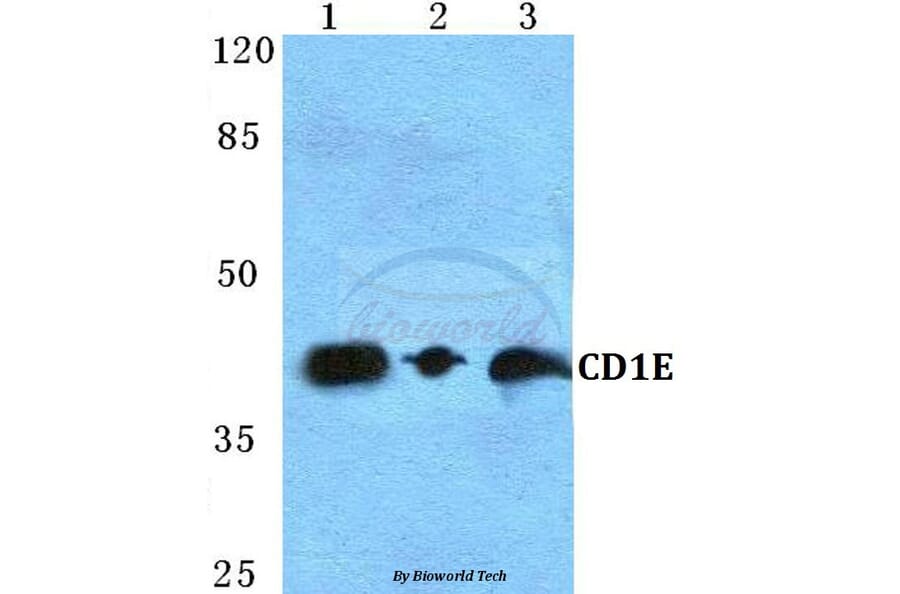 Anti-CD1E Antibody from Bioworld Technology (BS5652) - Antibodies.com